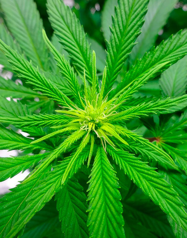 Формирование первых соцветий каннабиса на верхних узлах