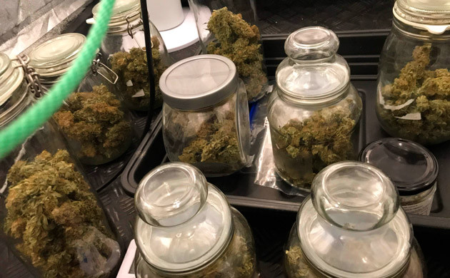 Полученный урожай Банки с сухими шишками