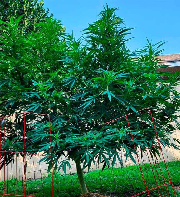 Здоровая конопля на фоне жаркой погоды