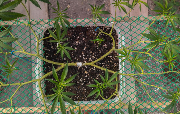 Марихуана на 13 неделе роста