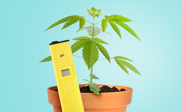 Замер pH и ppm pH метр и куст конопли