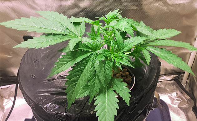 Топпинг куста Critical Kush Питательный раствор для DWC установки