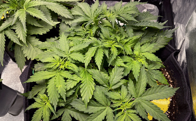 LST на третьей неделе Густой приземистый куст