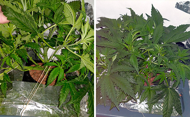 Разделение кустов на 4 неделе выращивания Tutankhamon от Pyramid Seeds 4 неделя