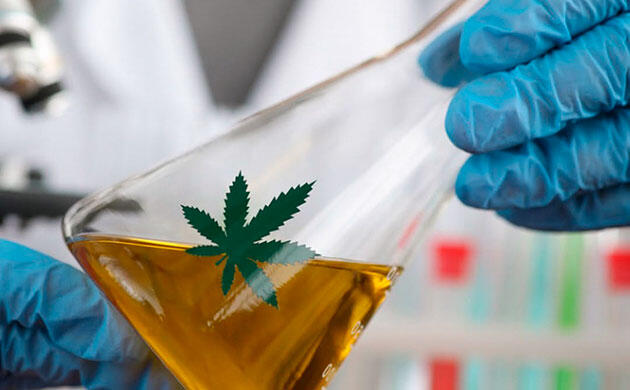 Как каннабиноиды могут замедлять старение мозга и улучшать нейропластичность Каннабис и поддержка когнитивной функции у пожилых людей