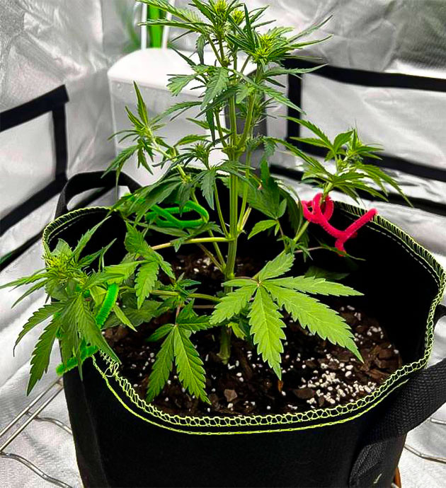Начало цветения и тренировки марихуаны Куст Gelato от Blimburn Seeds на 4 неделе