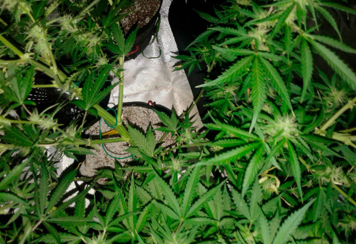 рост марихуаны на 10 неделе выращивания Десятая неделя выращивания марихуаны Scout Cookies auto