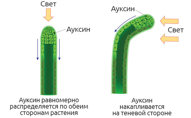 Роль ауксинов в клонировании конопли