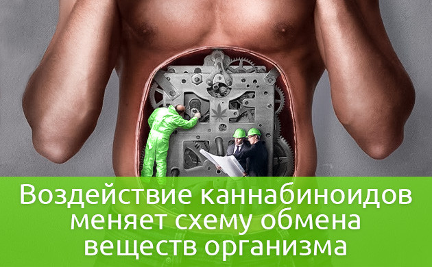 Причина повышения толерантности к анестезии Воздействие каннабиноидов меняет схему обмена веществ