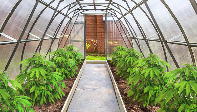 Тепличный способ выращивания Выращивание конопли в теплице