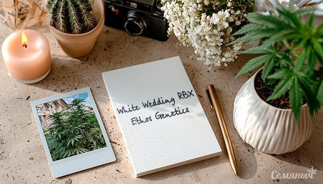 Гроурепорт сорта White Wedding RBX от Ethos Genetics