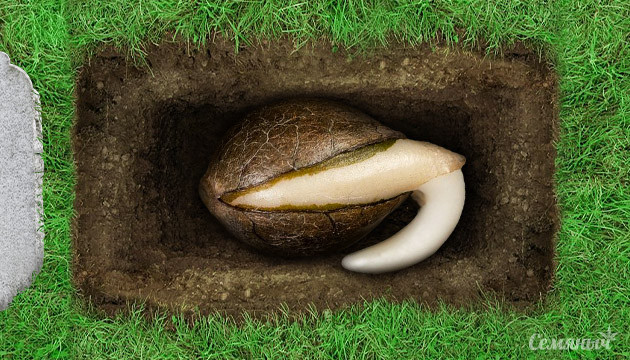 Почему погибают семена конопли Гибель семян конопли