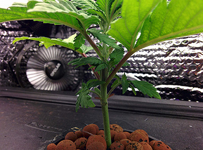 Применение удобрений Optimum Hydroponics на 3 неделе выращивания Fruit Punch fem Куст конопли Fruit Punch fem на 3 неделе гровинга