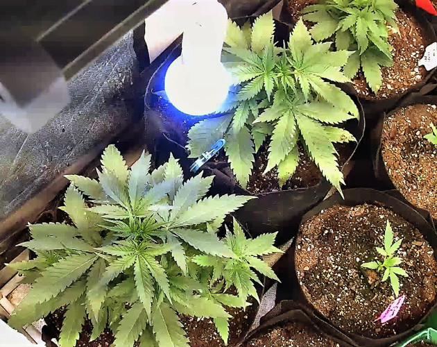 Использование удобрений для марихуаны 3 неделя выращивания