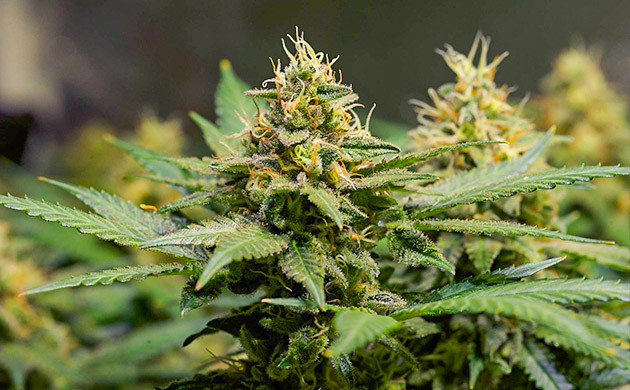 Промывка куста на последней неделе выращивания Соцветие с оранжевыми волосками