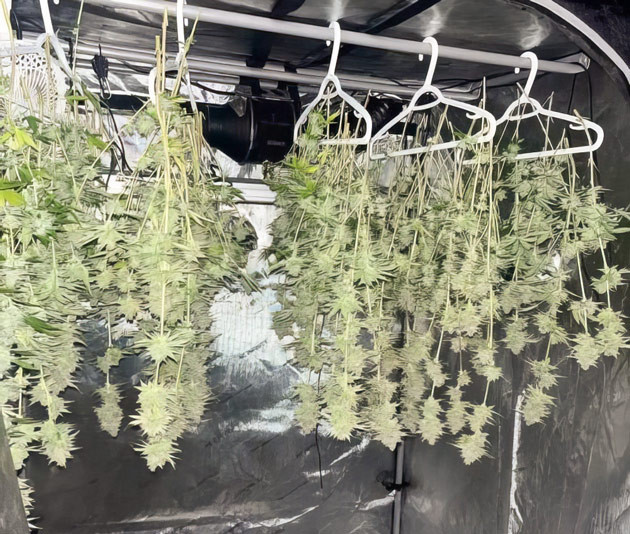 Проведение харвеста Срезанные соцветия сорта Bruce Banner #3