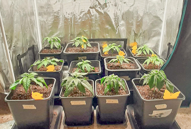 Первые недели роста Fullgas