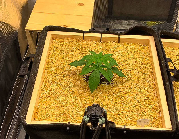 Пересадка марихуаны Росток Gorilla Glue #4 на 3 неделе выращивания