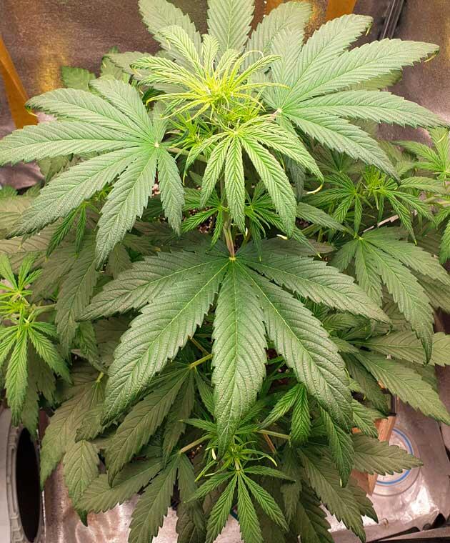 Предцвет и корректировка состава удобрений Куст Hellfire OG Auto от 7CH American ростом 40 см