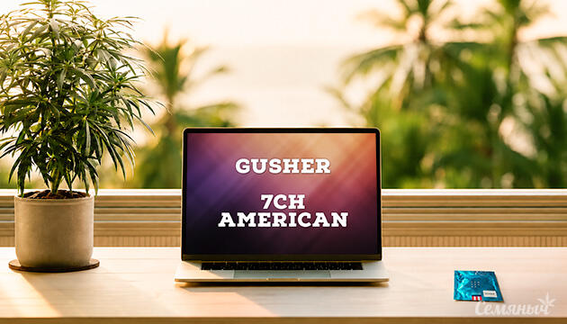 Выращивание сорта марихуаны Gusher от 7CH American Гроурепорт сорта Gusher от 7CH American