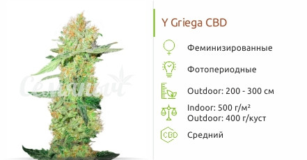 Сорт марихуаны Y Griega CBD Y Griega CBD от Medical Seeds