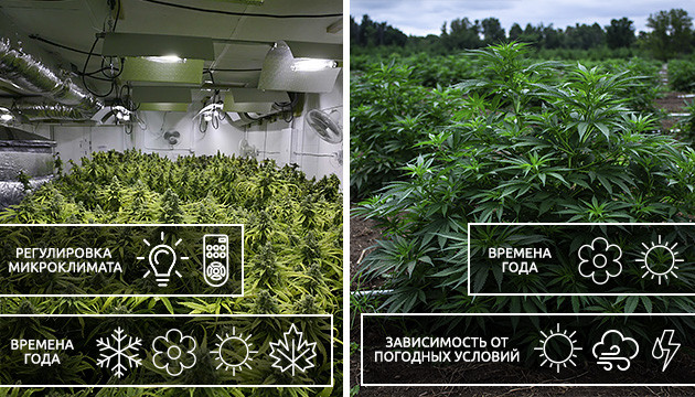 Разница в условиях выращивания Условия выращивания в индоре и аутдоре