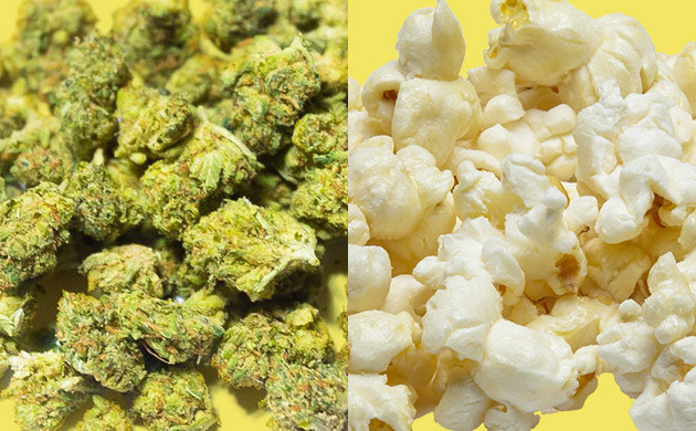 Попкорн конопли Мелкие соцветия и попкорн