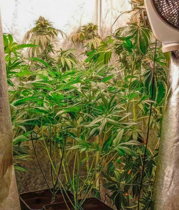 Кусты NUGGZ R1 на 5 неделе выращивания