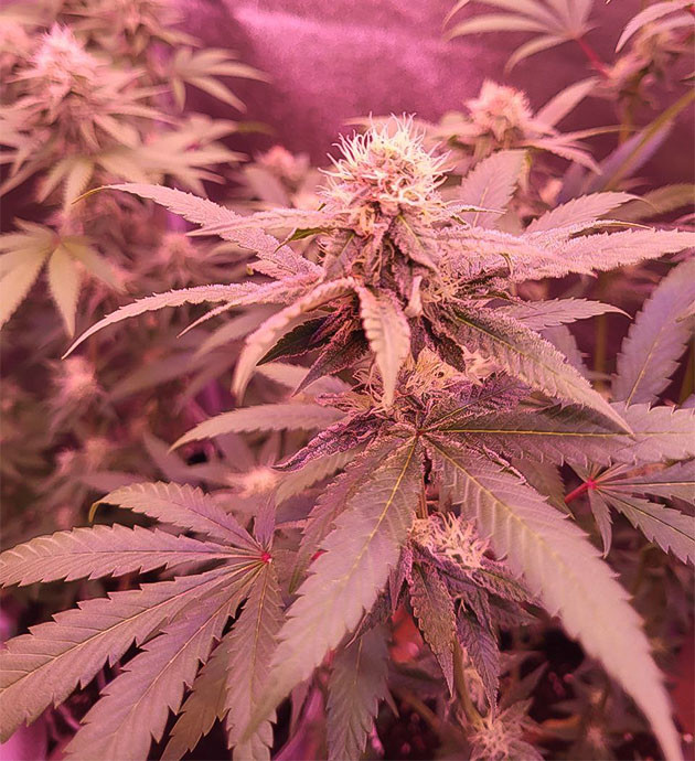 Кормление по схеме «цвет» Куст конопли на 12 неделе