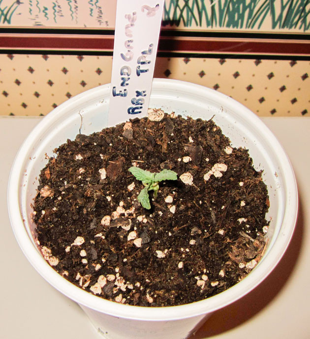 Проращивание сорта End Game R2 Росток сорта End Game R2