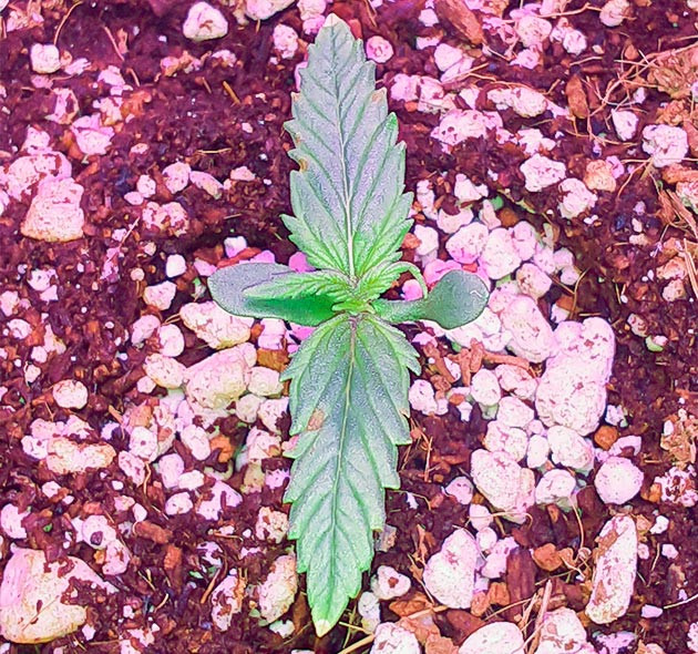 Химический ожог на первой неделе Первые листья конопли с сухими кончиками