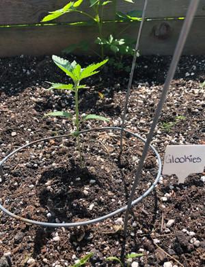 Саженец в открытом грунте