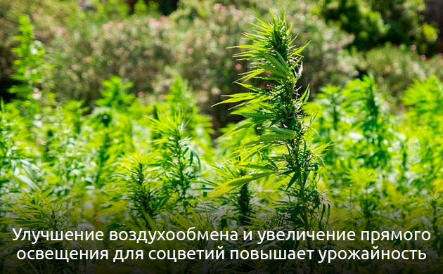 Эффект дефолиации на стадии цветения Как работает дефолиация на практике