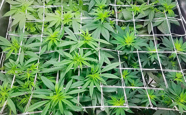 Как ScrOG упрощает выращивание Конопля под сеткой ScrOG