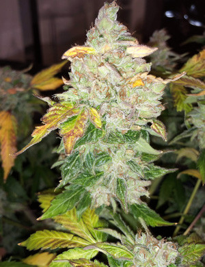 Неприхотливый сорт конопли Amherst Sour Diesel Харвест сорта Amherst Sour Diesel