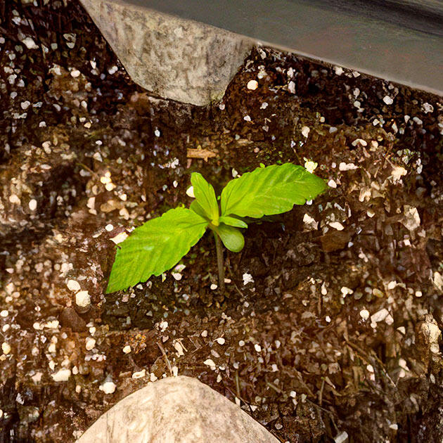 Росток Sticky Sherbert GG от Seedkeepers на 2 неделе