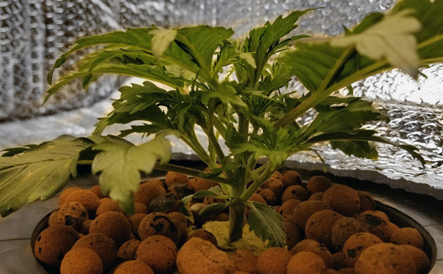 3 неделя роста марихуаны Lemon AK auto fem Каннабис Lemon AK auto fem на 17 день грова