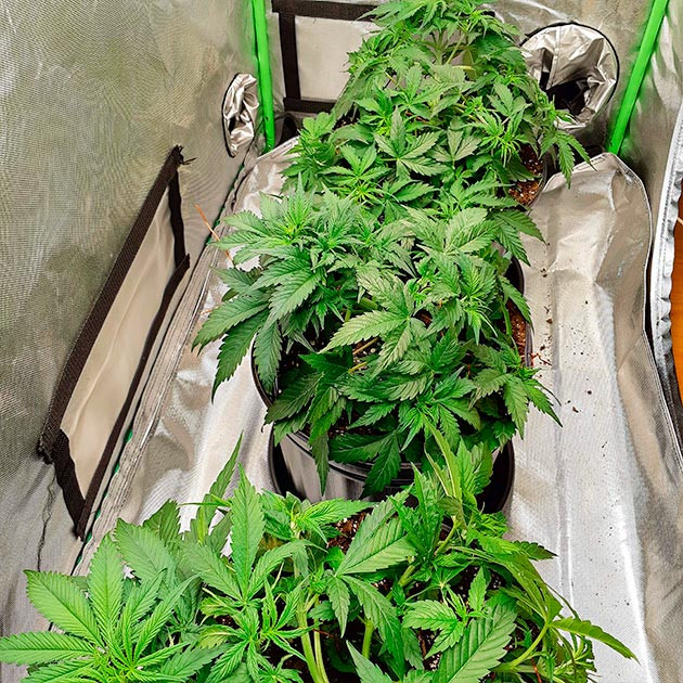 Тренировка растения Scout Cookies Auto Тренировка куста Scout Cookies Auto