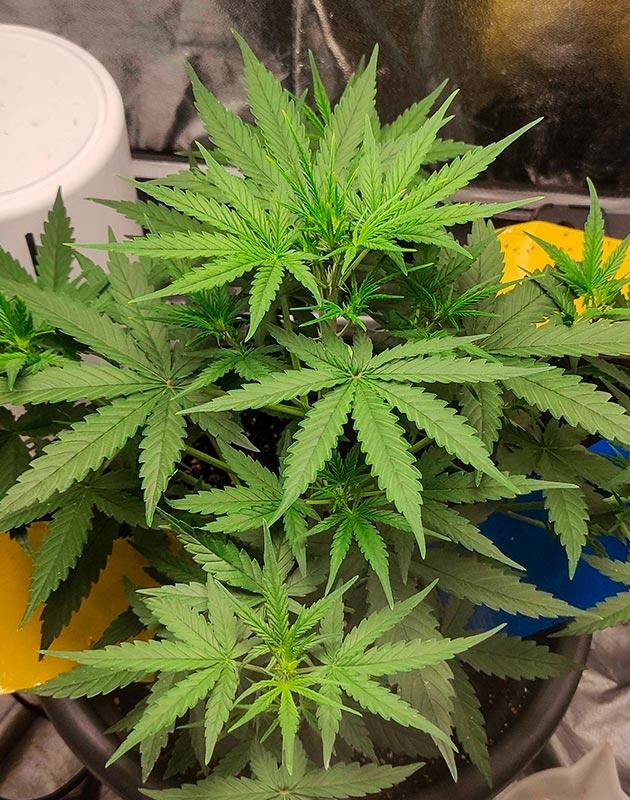 Куст Wedding Glue Auto от FastBuds на 4 неделе развития