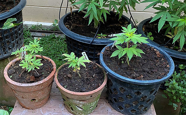 Химический ожог Golosa от Delicious Seeds химический ожог куста Голоса