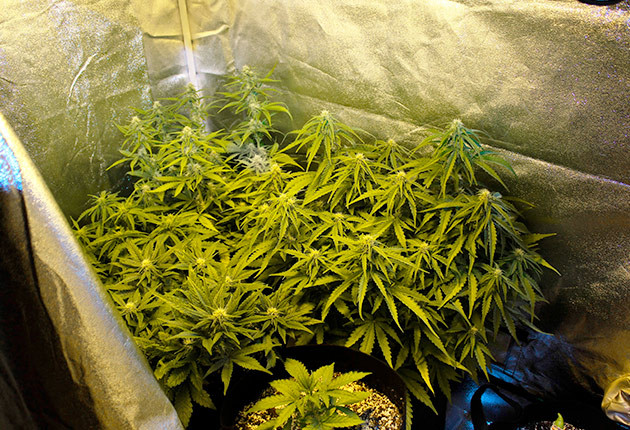 Проблема с питательными веществами на 6 неделе Соцветия на кустах с белыми стигмами