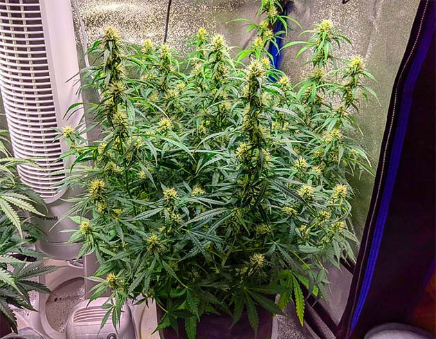 Завершение тренировок автоцвета Куст конопли до дефолиации