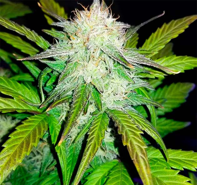 Активный рост марихуаны