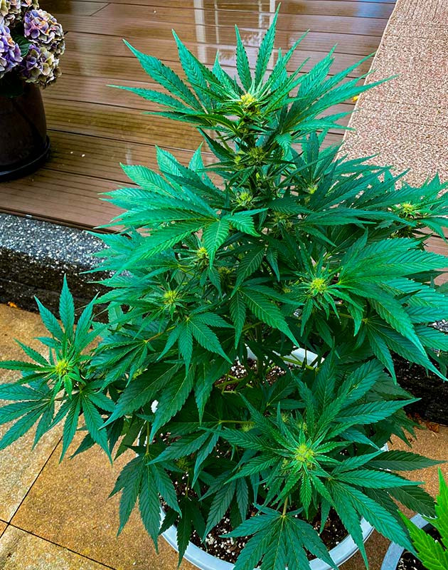 Кусты Guava Auto на стадии цветения