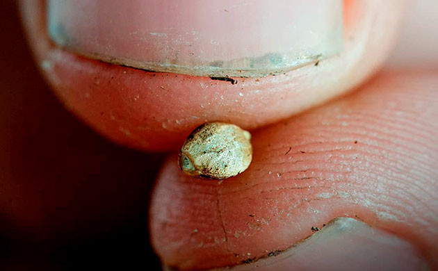 Сортовой выбор при выращивании конопли Выбор сортов конопли для аутдора