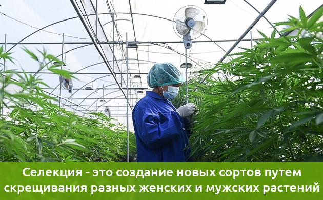 Процесс получения новых сортов Селекция – процесс получения новых сортов