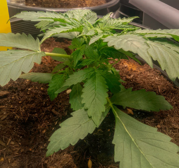 Формирование боковых побегов у конопли Марихуана ростом 13 см