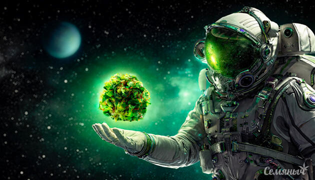 ТГК конопли