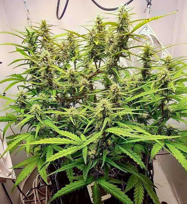 Gorilla Berry Auto активно уплотняет шишки Куст марихуаны на 7 неделе роста