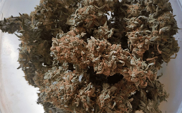 Сбор урожая с кустов Glue Sherbert Впечатление от сорта Glue Sherbert